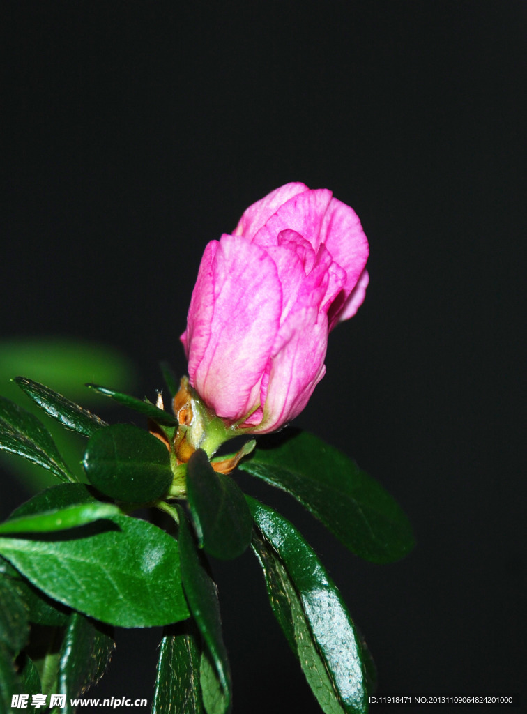 杜鹃花