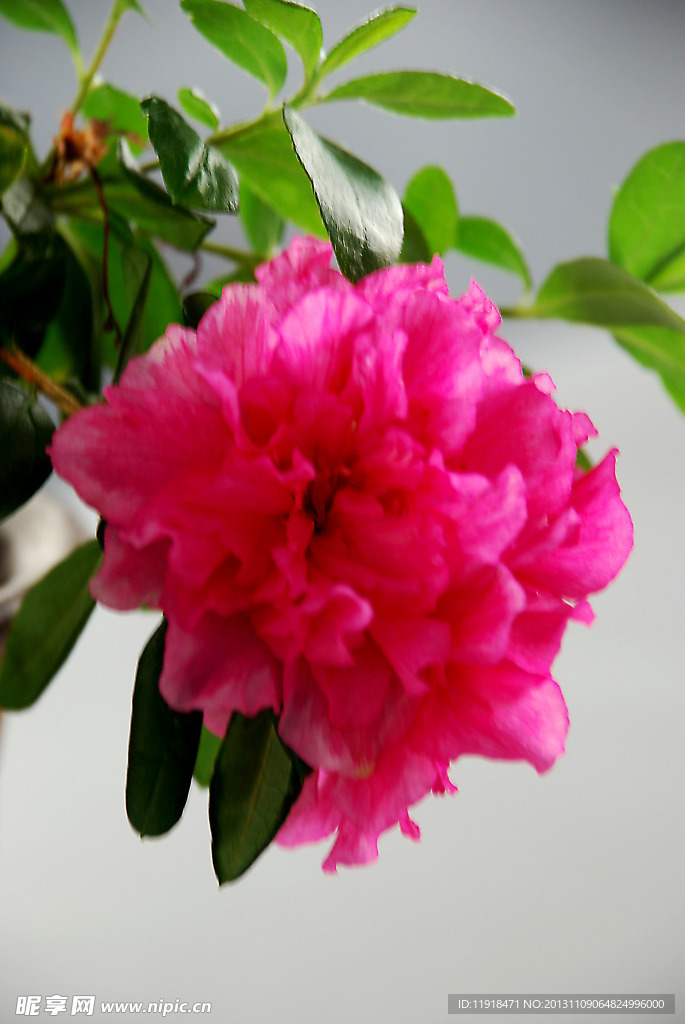 杜鹃花