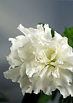 杜鹃花