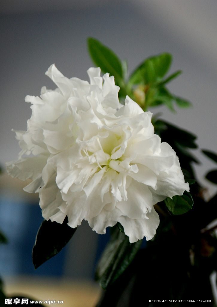 杜鹃花