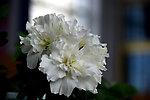 杜鹃花