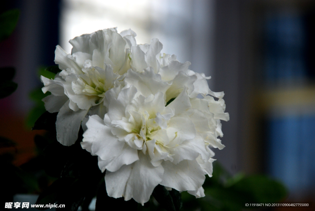 杜鹃花