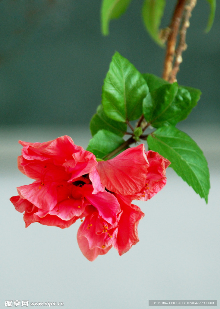 扶桑花开