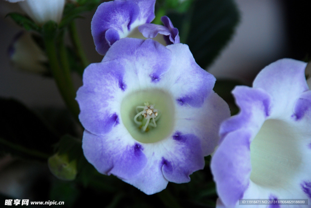 芙蓉花