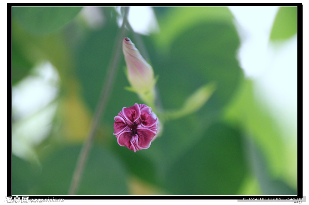 牵牛花