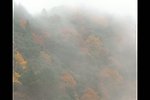 烟雾枫叶林视频素材