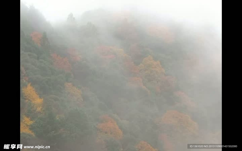 烟雾枫叶林视频素材