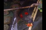 泉水落叶视频素材