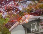 秋天枫叶视频素材