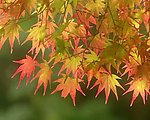 秋天枫叶视频素材