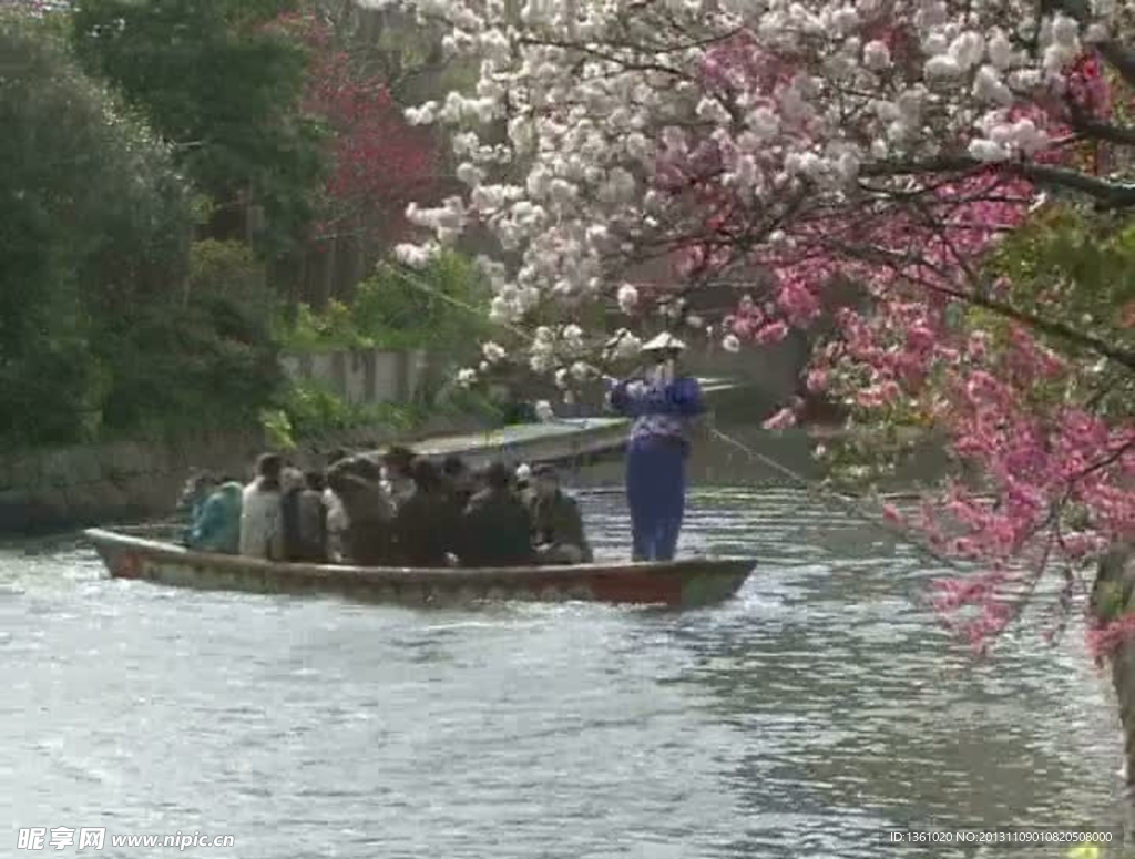 樱花盛开视频素材