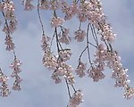 樱花盛开视频素材
