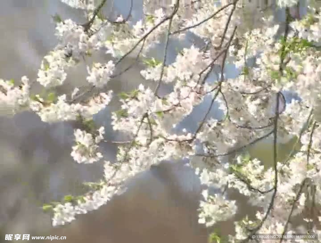 樱花盛开视频素材