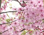 樱花盛开视频素材