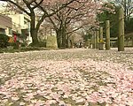 樱花盛开视频素材