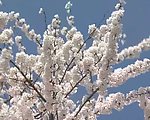 樱花盛开视频素材