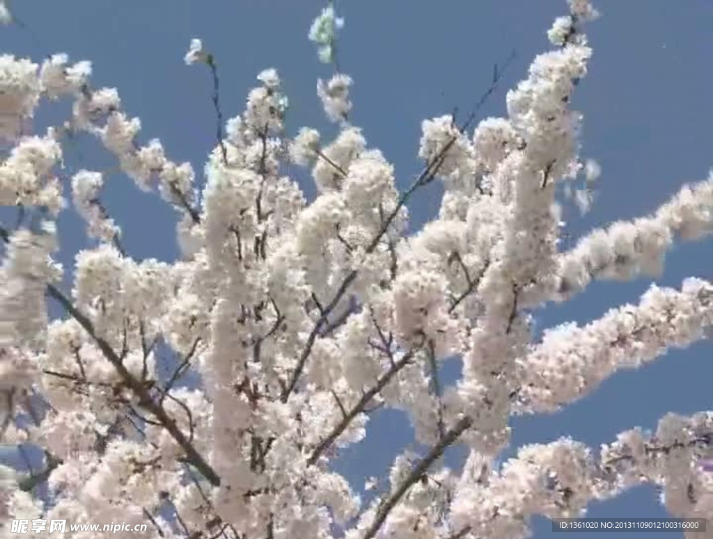 樱花盛开视频素材