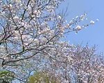 樱花盛开视频素材
