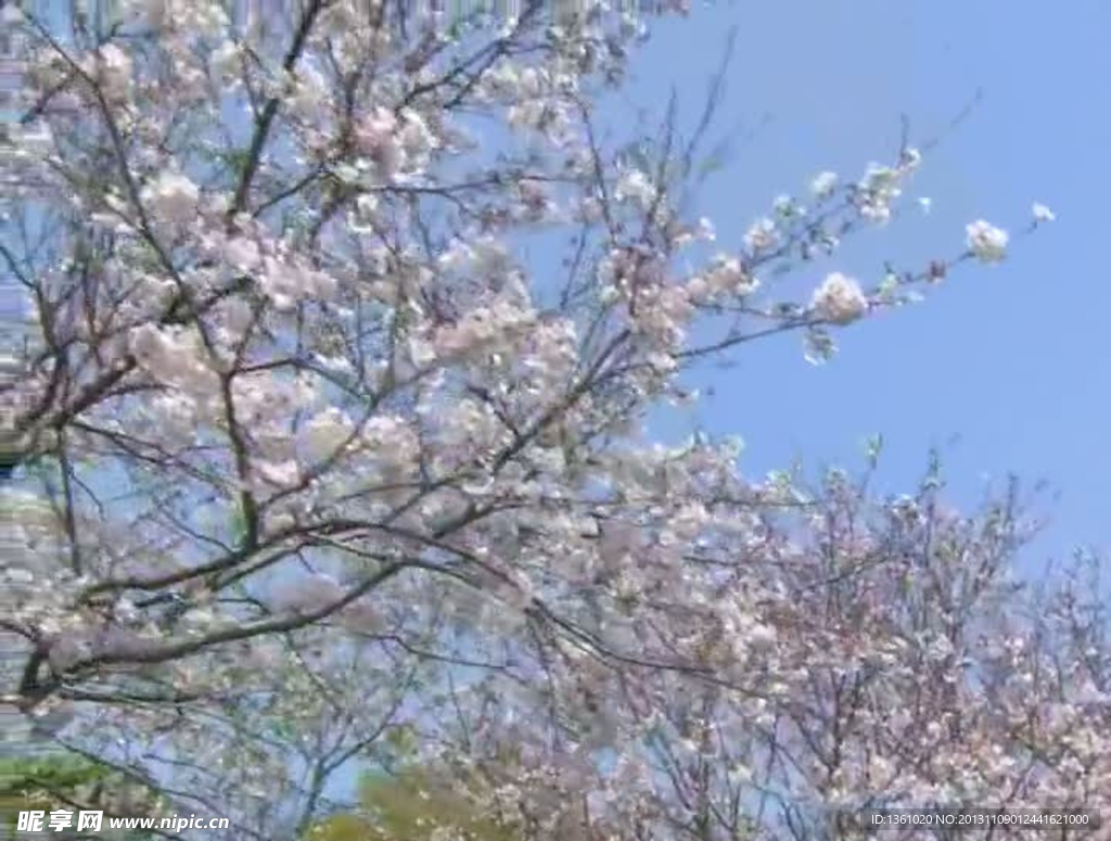 樱花盛开视频素材