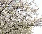 樱花盛开视频素材