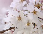 樱花盛开视频素材