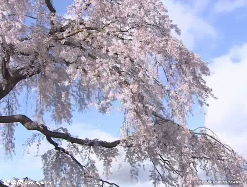 樱花盛开视频素材