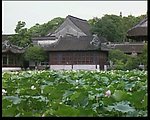 荷叶视频素材