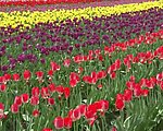郁金香花园视频素材