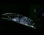 水珠水滴视频素材