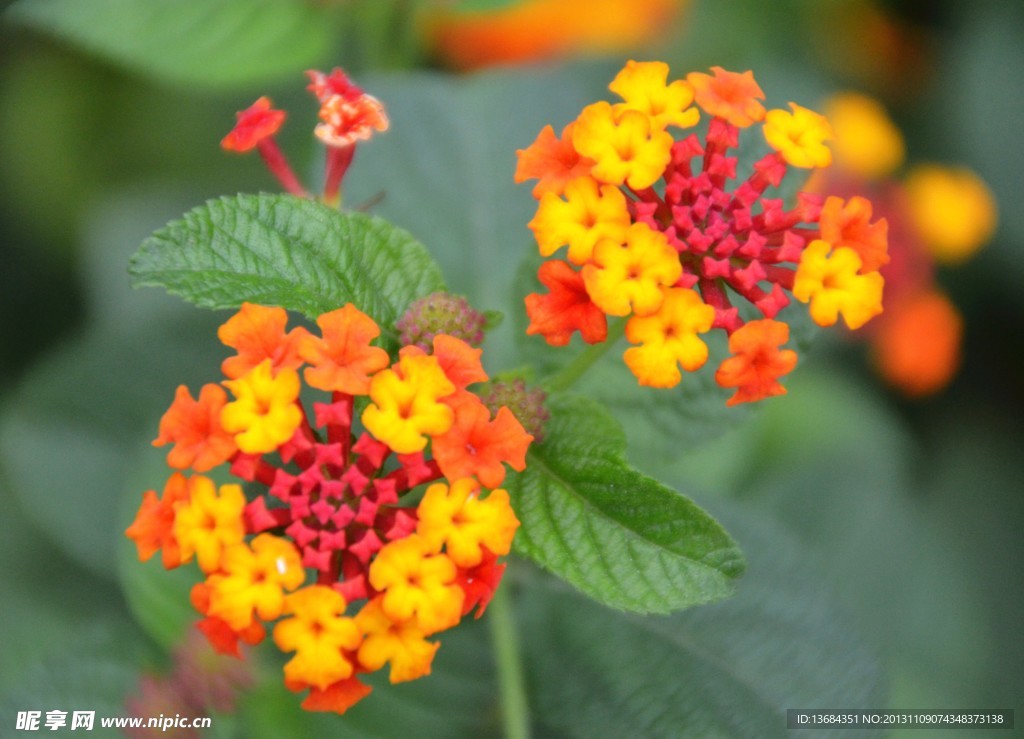 小花