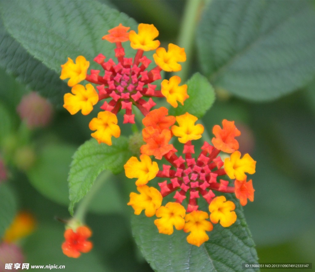 小花