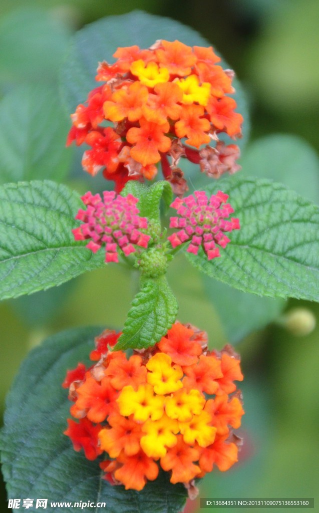 小花