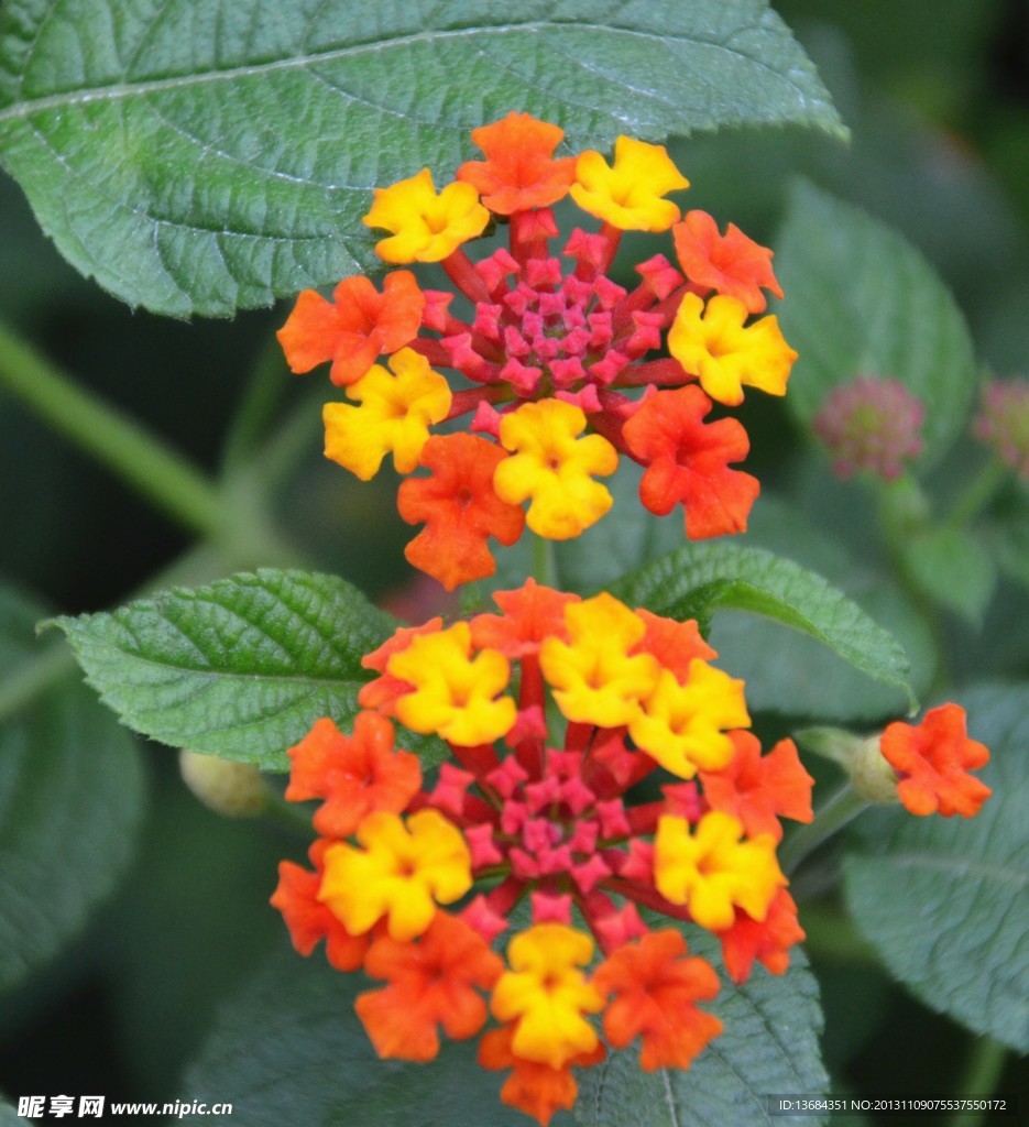 小花