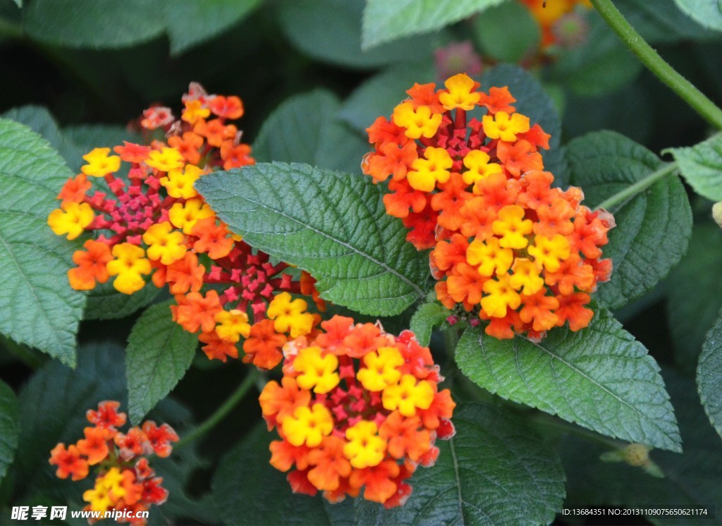 小花