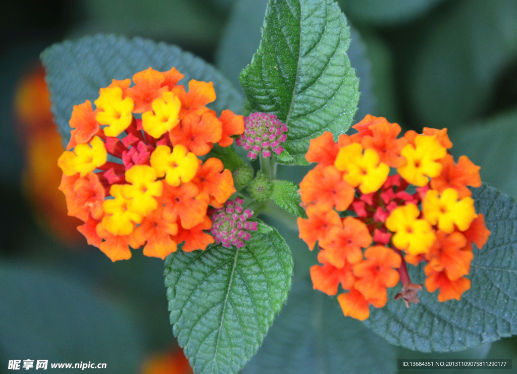 小花