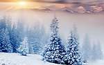 雪景