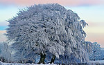 雪景