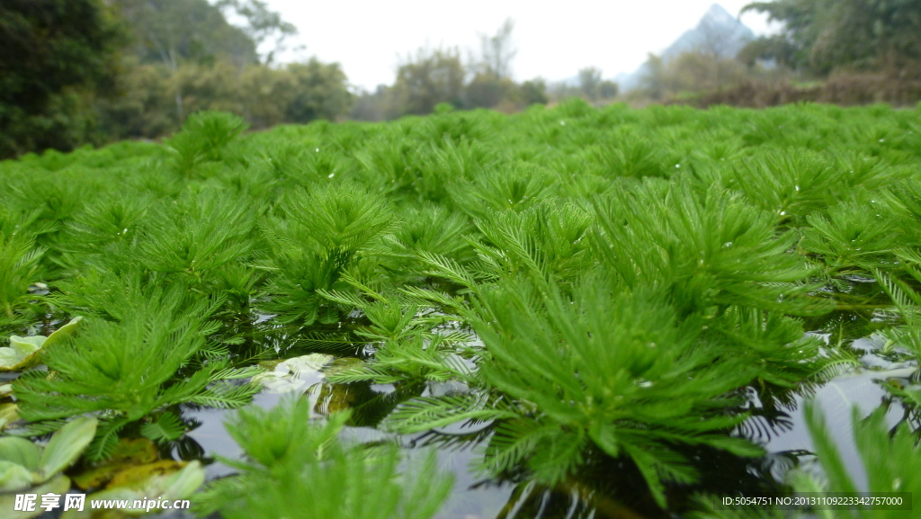 绿色水草