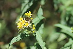 小黄花