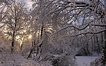 雪景