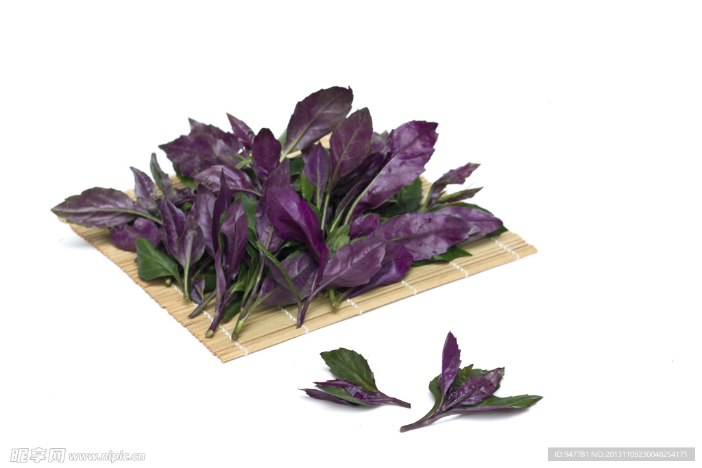 有机紫背菜 紫背天葵
