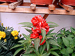 红色茶花凤仙