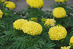 草本菊花