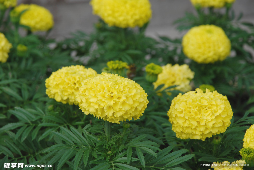 草本菊花