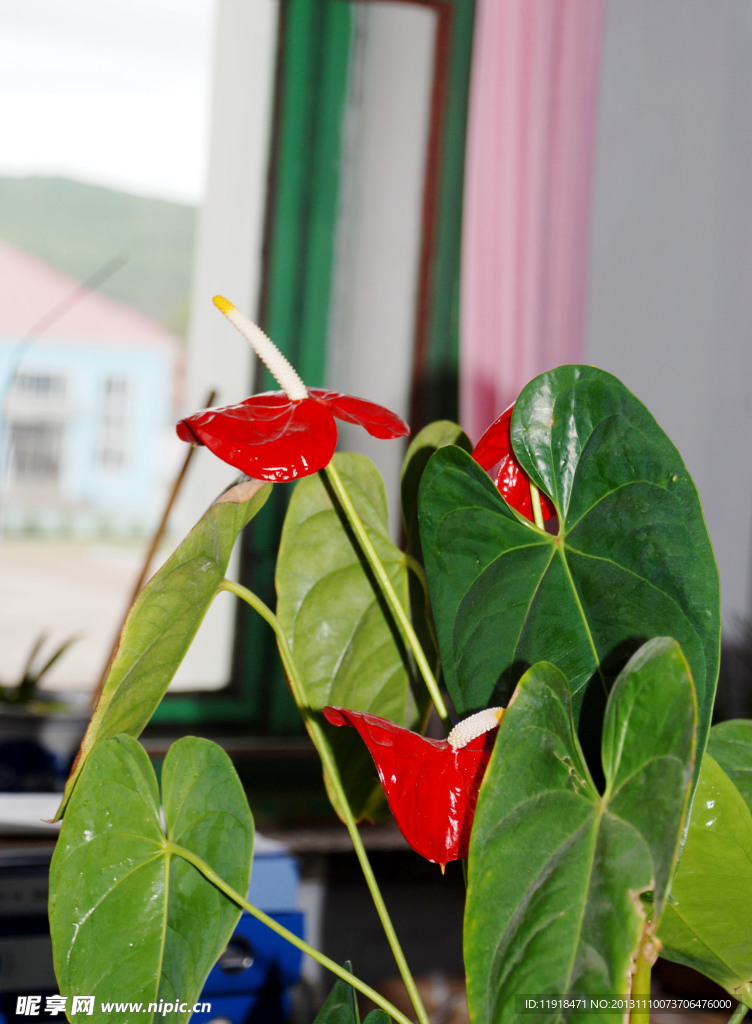 红掌花