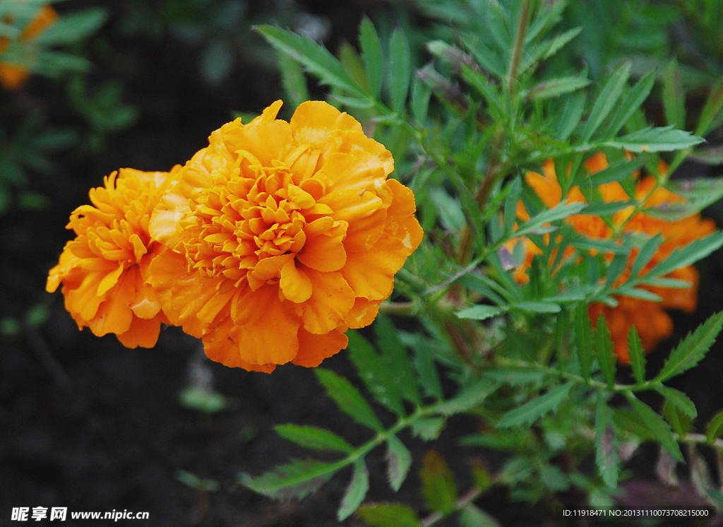 黄蜀葵花