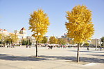 银杏树