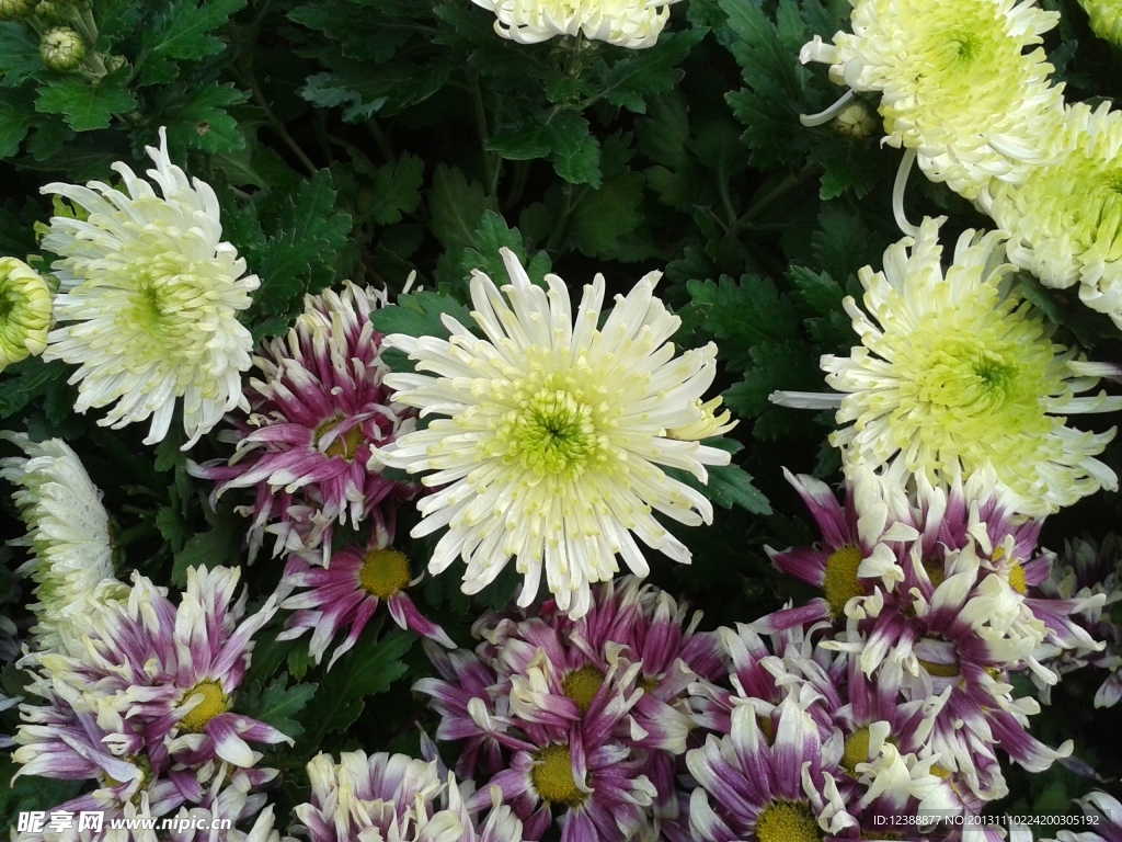 菊花