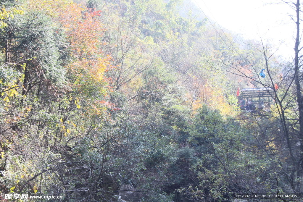 山雨欲来草木滋