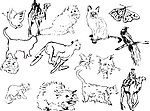 素描动物